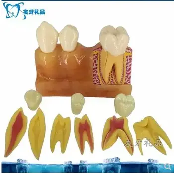 ארבע פעמים את השיניים לפרק את השן מודל מסביר את עיסת האנטומיה של חלל הפה מודל