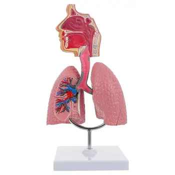 הריאות בדרכי הנשימה אנטומיה מודל ההוראה מערכת אנושית להציג מודל בית הספר הריאות אנטומי לב חינוכי האף צעצוע
